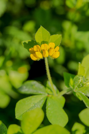Three yellow flowers with dew of Southern birdâs fool trefoil, Lotus ornithopodioides in the early morning. Fallow field, Malta, Mediterraneanの写真素材