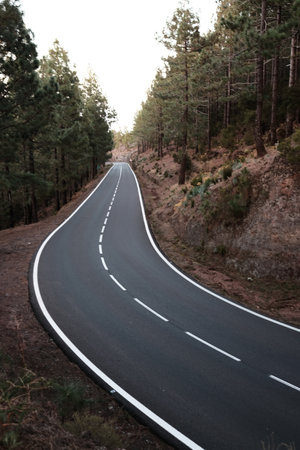 A vertical shot of a road in the middle of a forest with rocks and tall trees surrounding it...