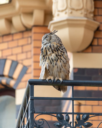 A closeup shot of a grumpy great grey owl perched on a metal railingの写真素材