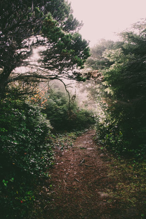 A vertical shot of a walkway through the forest