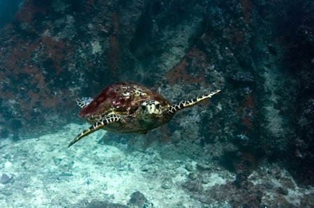 Hawksbill Sea Turtle (Eretmochelys imbricata) photographed in Seychelles