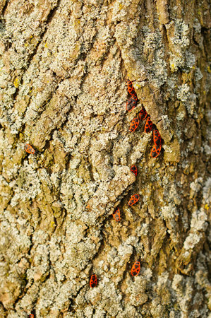 A vertical image of red bugs on a tree trunk