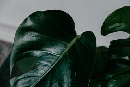 A closeup shot of a green artificial houseplantの写真素材