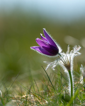 A vertical shot of a Purple Pasque Flowerの写真素材