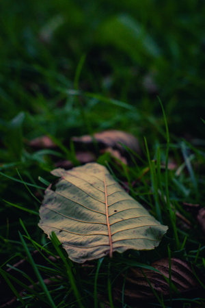 A vertical selective focus shot of a green leaf on the grassの写真素材