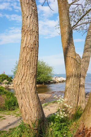 A vertical shot of three trees next to each other on the beach