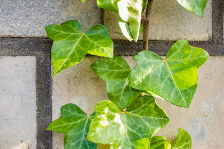 A green plant growing on the surface of a brick wallの写真素材