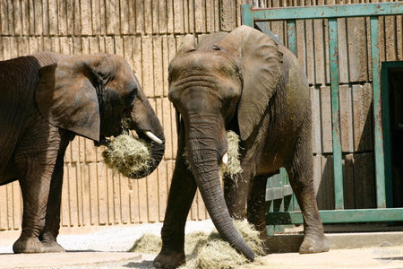 Two elephants eating hay at the zoo behind a wooden fenceの写真素材