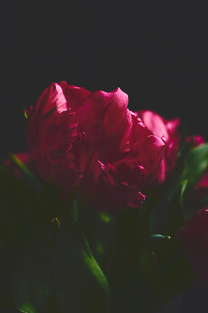 A vertical shot of dark pink flowers in a black backgroundの写真素材