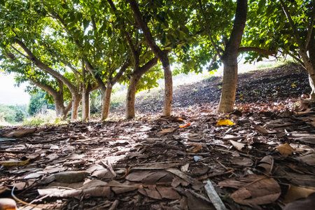 A beautiful shot of old fallen leaves and green trees apart from each otherの写真素材