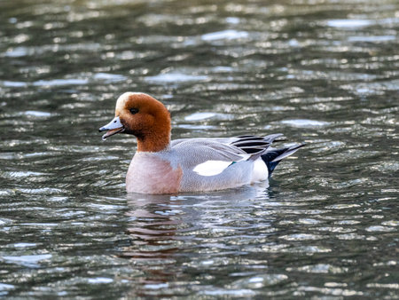 Eurasian wigeon duck swimming on a lake in Izumi forest in Yamato, Japan at daytimeの写真素材