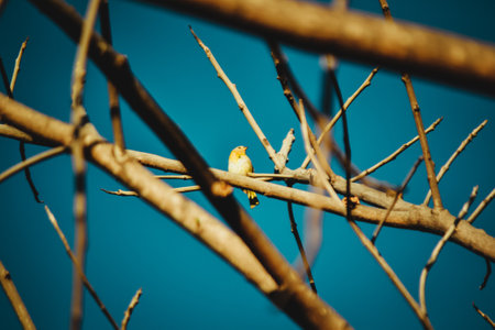 A low angle shot of a cute yellow bird resting on the branch with a clear blue sky in the backgroundの写真素材