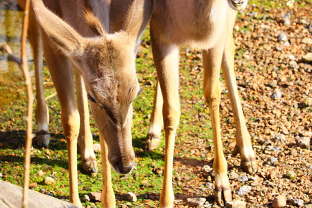 Two deer standing next to each other on a field of grassの写真素材