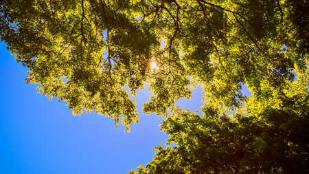 A low angle shot of the branches of a tree under the blue skyの写真素材