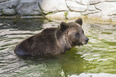 A cute big brown bear swimming in a small pond