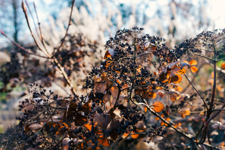 Selective focus shot of dry plants with a blurry background