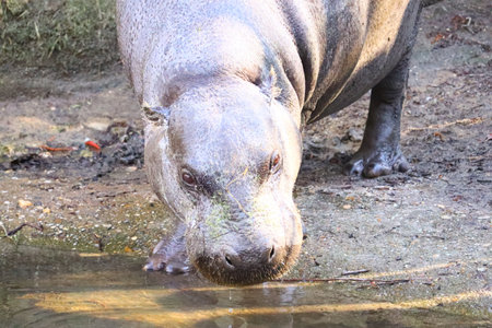 A grey hippo drinking water from the lake