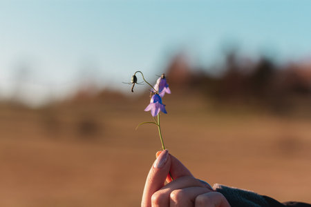 A closeup of a hand holding Harebells under the sunlight with a blurred background