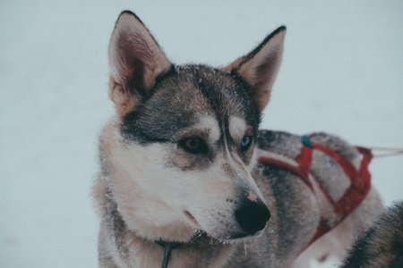 A closeup shot of a cute Sakhalin husky dog with a blurred backgroundの写真素材