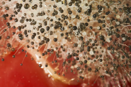 A selective focus shot of fungus on a red pepperの写真素材