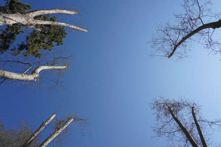 A beautiful low angle shot of different types of trees in a forest under a blue skyの写真素材