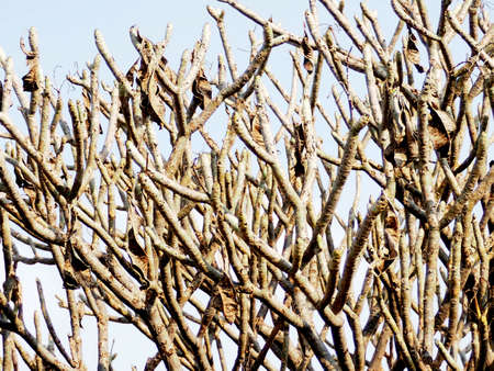 A closeup shot of the bare branches of a dense tree