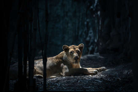 A dramatic and moody shot of a lioness lying on the ground in the dark forestの写真素材