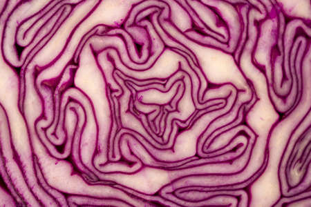 A closeup shot of red cabbage with beautiful patterns - perfect for backgroundの写真素材