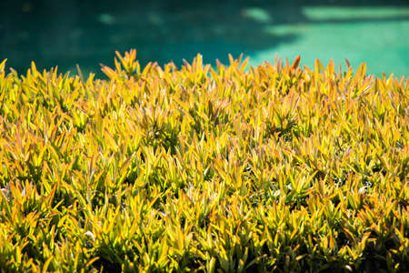 A selective focus shot of a lush thicket with blurry backgroundの写真素材