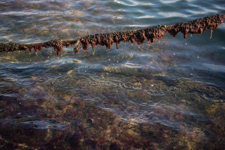A closeup shot of a rope with moss growing on it on top of a waterの写真素材