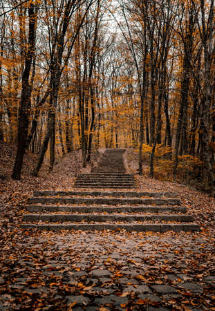 A beautiful shot of stairs in an autumn park