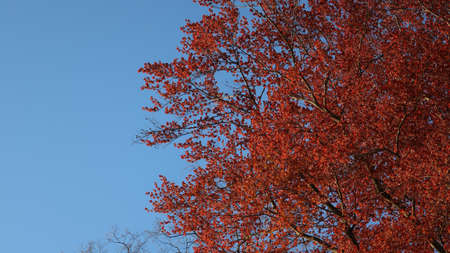 A low angle view of a tree covered in red leaves under the sunlight and a blue sky