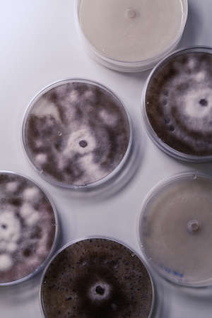 A high angle closeup shot of Petri dishes with different substances for coronavirus testingの写真素材