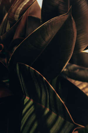 A vertical closeup shot of big green leaves covered by the sunlight
