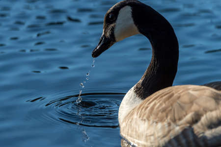 A closeup shot of a goose swimming in a lake during daytimeの写真素材