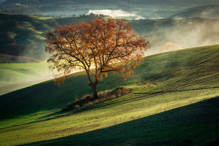 A beautiful scenery of a dry tree on a green mountain covered with fogの写真素材