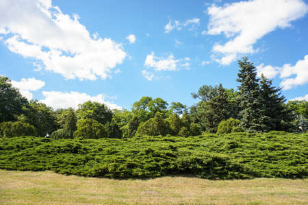 A panoramic shot of a park with green shrubs and trees against a cloudy blue skyの写真素材