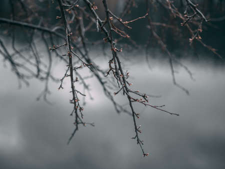 a closeup shot of leafless tree branches with a blurred backgroundの写真素材