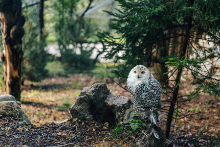 Close up detail shot of snowy owl (Bubo scandiacus) sitting on a stone or ground full of fallen leaves. White owl looking to the camera.の写真素材