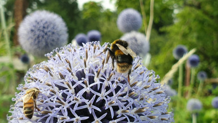 A closeup shot of a bee on the Echinops flowerの写真素材