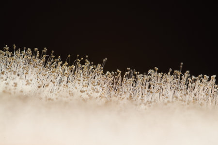A selective focus shot of fungus on a red pepperの写真素材