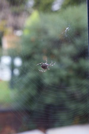 A closeup shot of a spider with striped legs, spinning a web with blurry greenery in the backgroundの写真素材