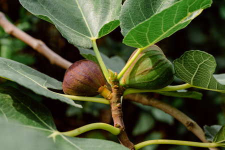 A closeup shot of ripe fig fruits on the tree