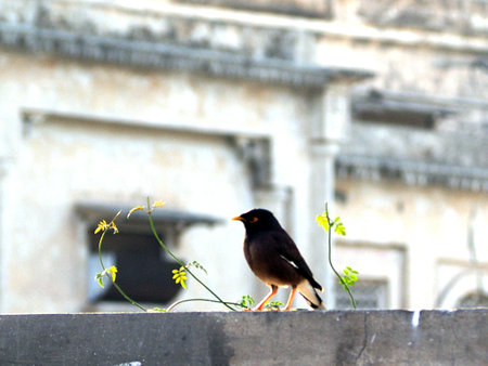 A beautiful shot of a black myna bird on top of the wall with the buildings in the backgroundの写真素材