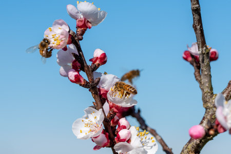 A beautiful shot of bees gathering nectars from an apricot flower on a tree with a clear blue sky in the backgroundの写真素材