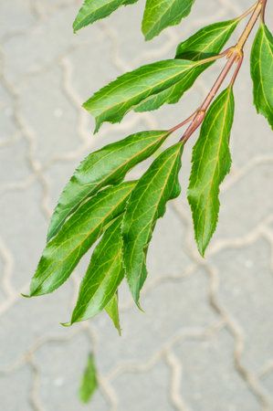 A vertical closeup shot of a branch with green leaves and a blurry cobblestone ground below