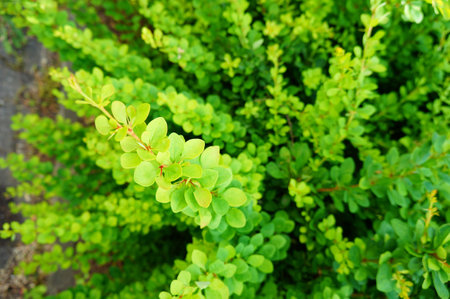 A closeup shot of a plant with green leaves - great for a background