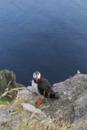 Puffin perched on the rocks on a cliff in southern Norway, is a bird with a black and white plumage, with a funny beak in orange tones and slanted eyeの写真素材