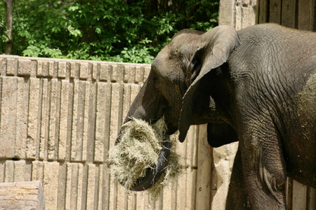 An elephant eating hay at zoo behind a wooden fenceの写真素材