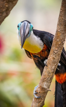 A toucan with multiple colors and a long beakの写真素材